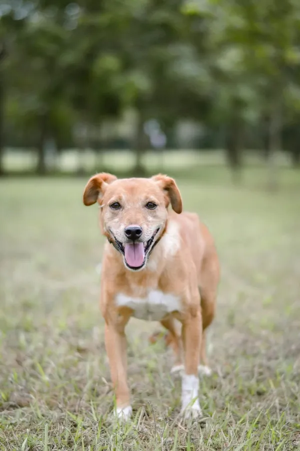 Pies do adopcji, Radom, 28 września 2025 (4/5)