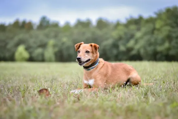Pies do adopcji, Radom, 28 września 2025 (5/5)