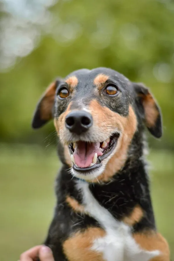 Pies do adopcji, Radom, 28 września 2025 (2/5)