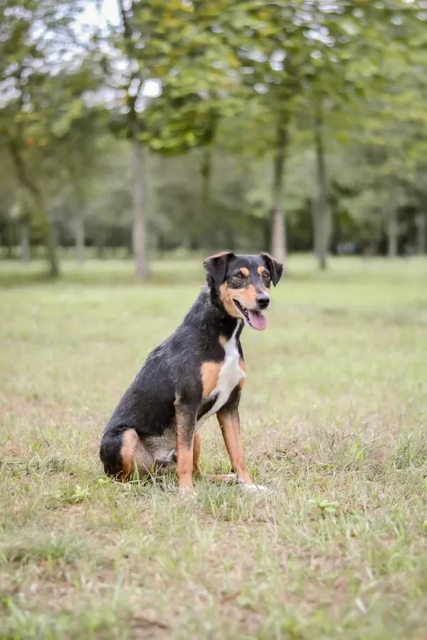 Pies do adopcji, Radom, 28 września 2025 (3/5)