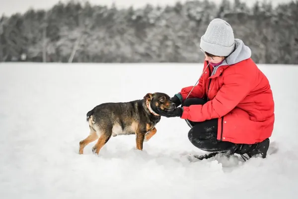 Pies do adopcji, Radom, 28 stycznia 2026 (2/5)