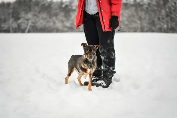 Pies do adopcji, Radom, 28 stycznia 2026 (3/5)