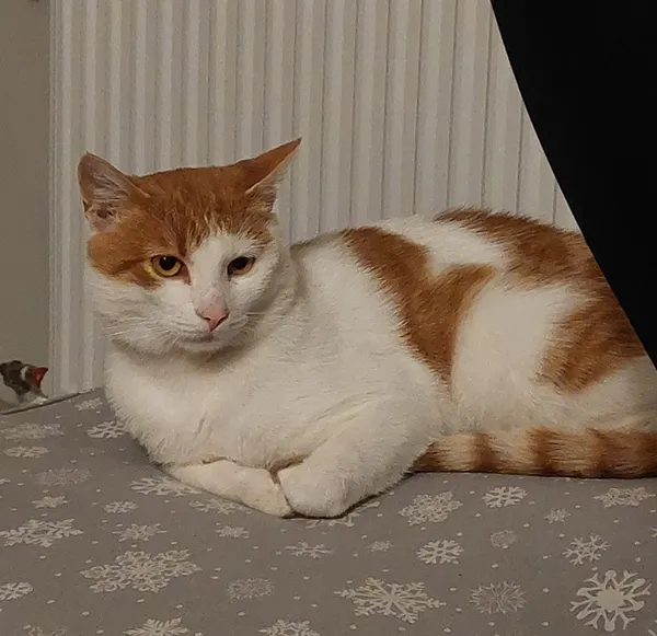 Zaginął kot, Łódź, Łódź-Bałuty, 29 września 2025 (1/2)