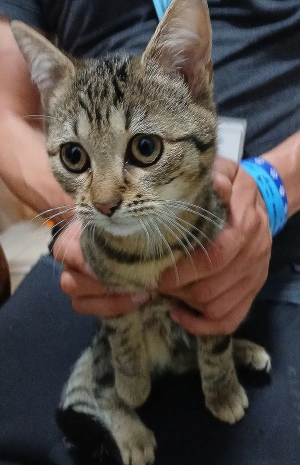 Znaleziono kota, Gdańsk, 29 września 2025