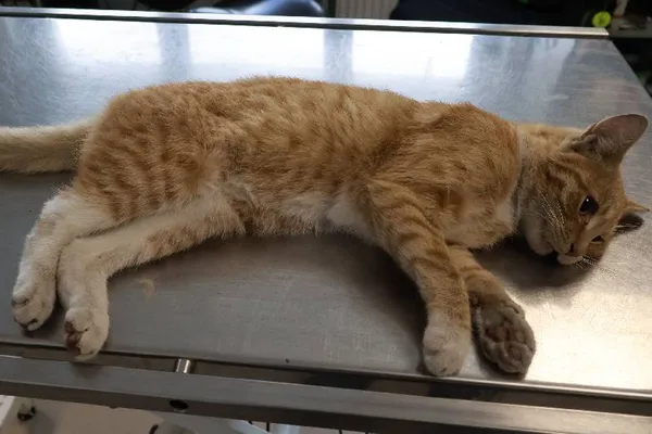 Znaleziono kota, Łódź, 29 września 2025 (1/2)