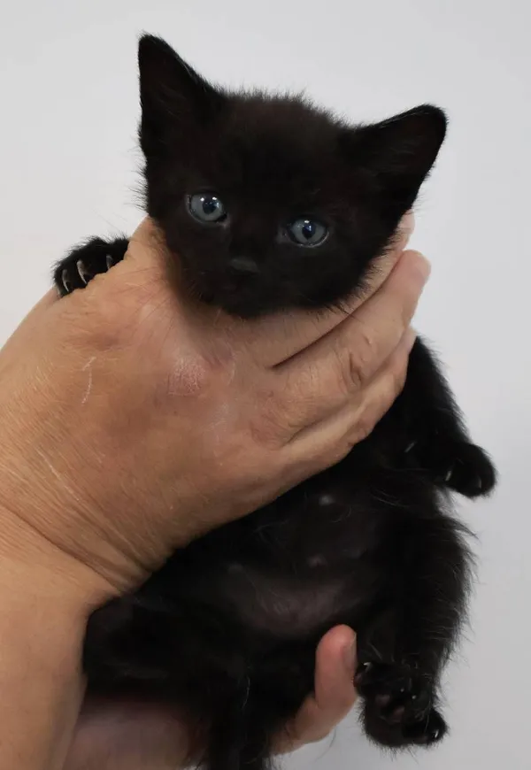 Znaleziono kota, Łódź, 28 września 2025 (1/3)