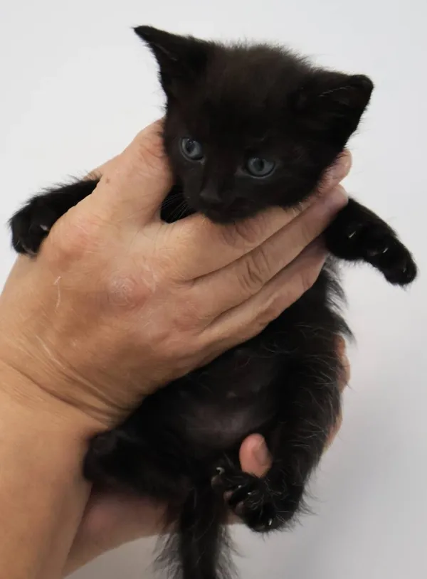 Znaleziono kota, Łódź, 28 września 2025 (2/3)