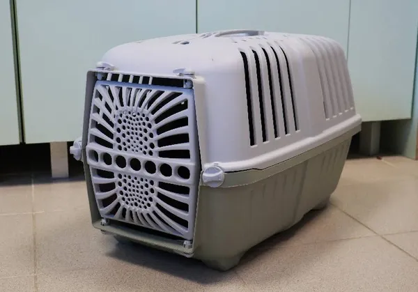 Znaleziono kota, Łódź, 28 września 2025 (3/3)