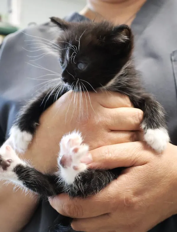 Znaleziono kota, Łódź, 28 września 2025 (1/3)