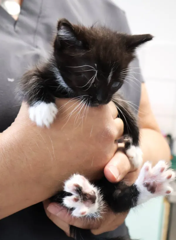 Znaleziono kota, Łódź, 28 września 2025 (2/3)