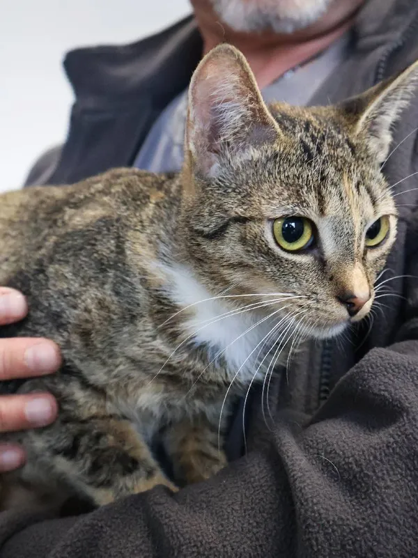 Znaleziono kota, Łódź, 28 września 2025 (1/5)