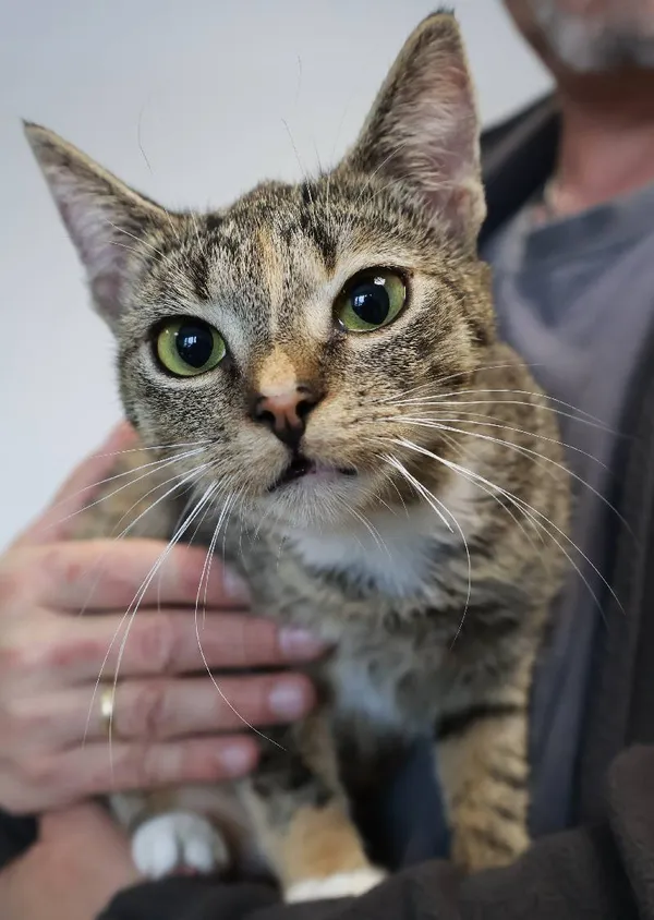 Znaleziono kota, Łódź, 28 września 2025 (4/5)