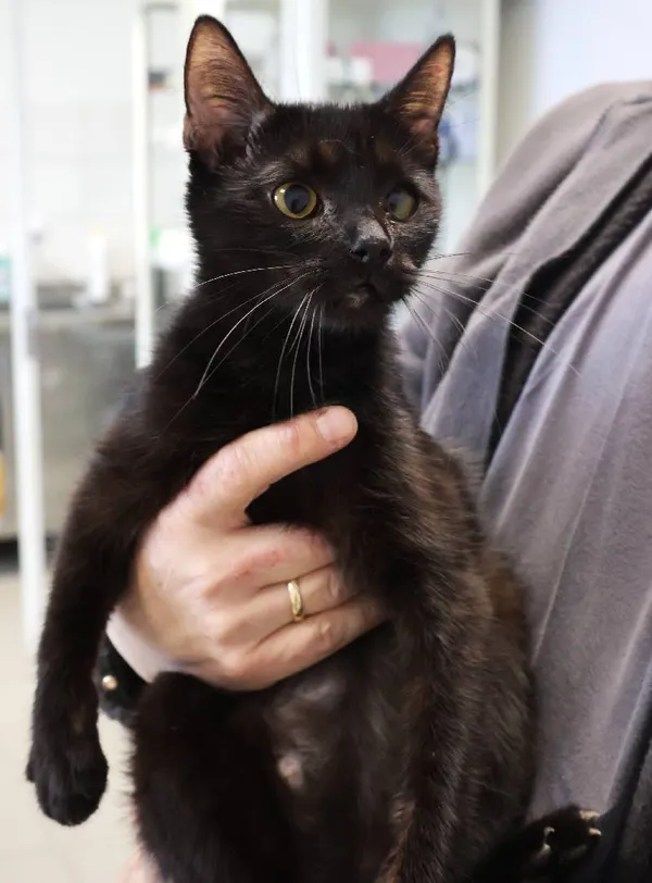 Znaleziono kota, Łódź, 28 września 2025 (1/4)