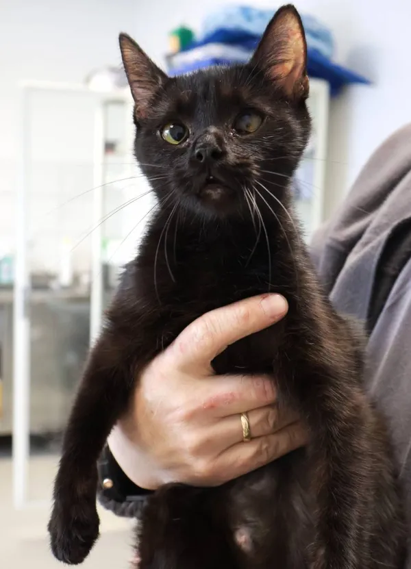 Znaleziono kota, Łódź, 28 września 2025 (2/4)