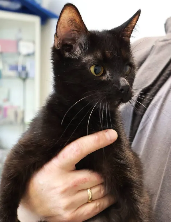 Znaleziono kota, Łódź, 28 września 2025 (3/4)