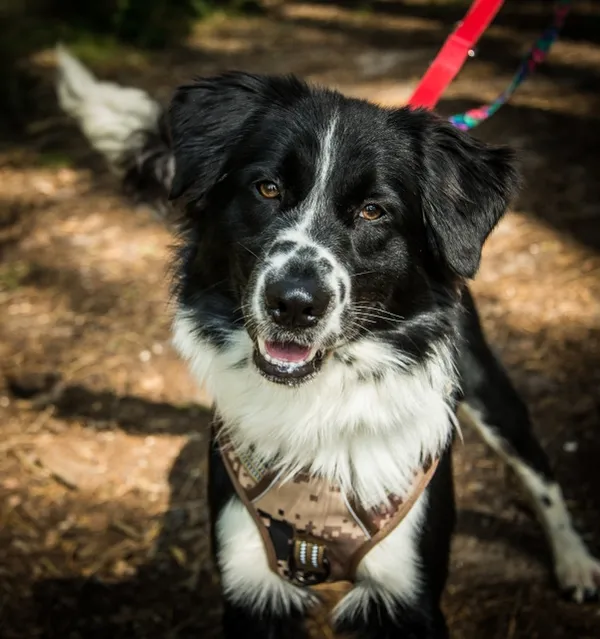 Pies do adopcji, Piła, 23 sierpnia 2025 (1/4)