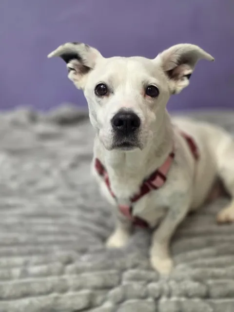 Pies do adopcji, Piła, 25 lipca 2025 (1/5)