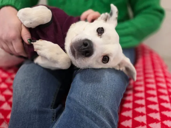 Pies do adopcji, Piła, 25 lipca 2025 (2/5)