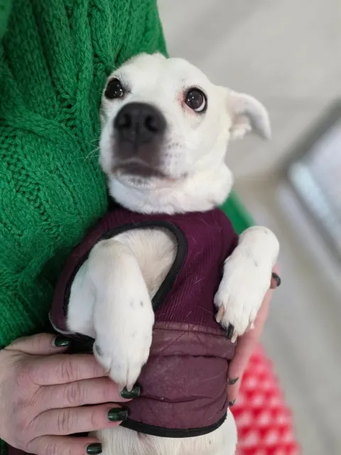 Pies do adopcji, Piła, 25 lipca 2025 (3/5)