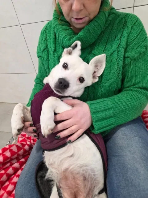 Pies do adopcji, Piła, 25 lipca 2025 (4/5)