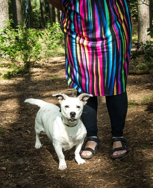 Pies do adopcji, Piła, 25 lipca 2025 (5/5)