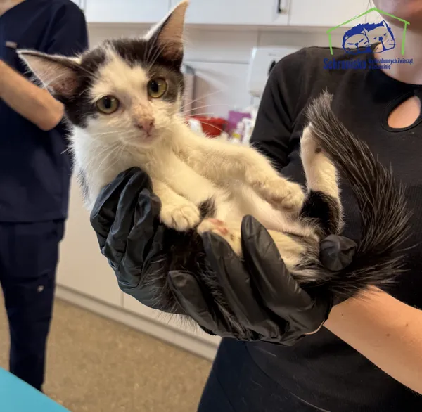 Kot do adopcji, Szczecin, 29 września 2025