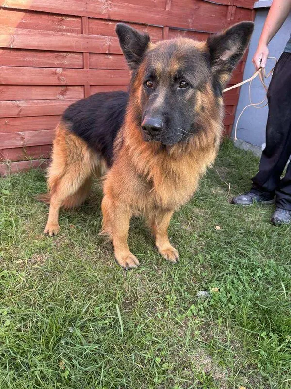 Znaleziono psa, Czartki, 29 września 2025