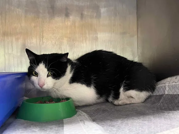 Kot do adopcji, Włocławek, 28 września 2025