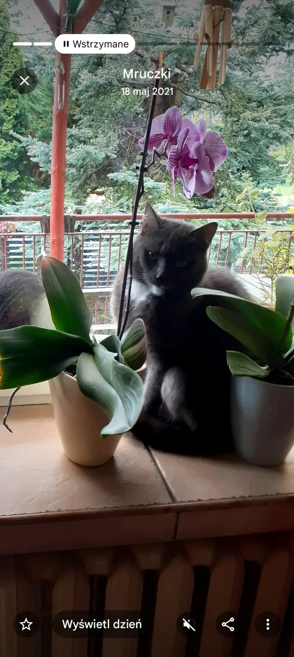 Zaginął kot, Łódź, 28 września 2025