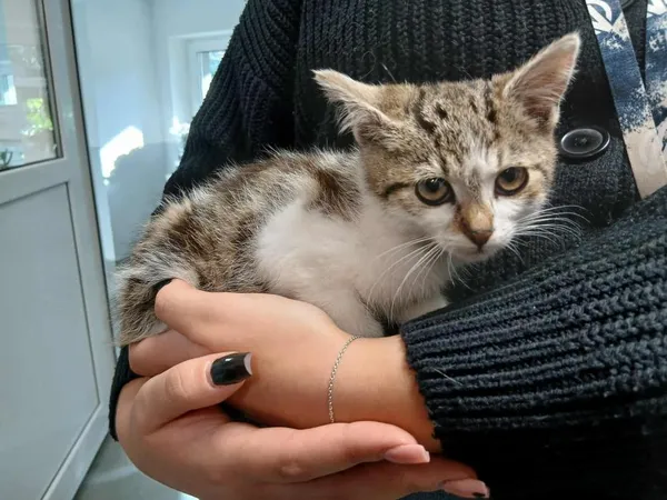 Znaleziono kota, Toruń, 28 września 2025