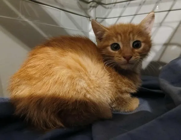 Znaleziono kota, Toruń, 28 września 2025