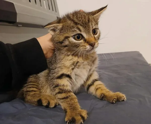 Znaleziono kota, Toruń, 28 września 2025