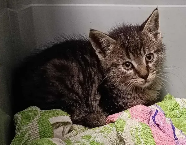 Znaleziono kota, Toruń, 27 września 2025