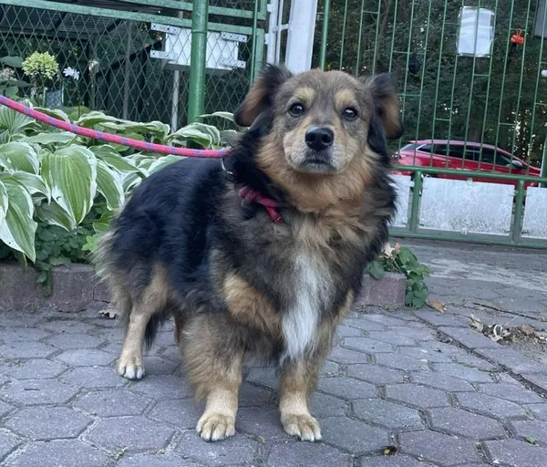 Znaleziono psa, Toruń, 26 września 2025