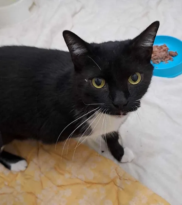 Kot do adopcji, Olsztyn, 19 września 2025 (2/2)