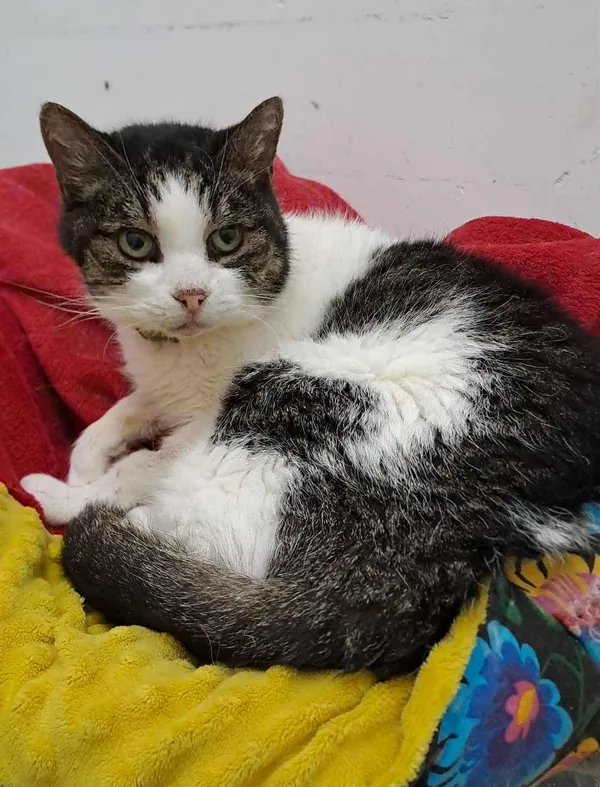 Kot do adopcji, Olsztyn, 19 września 2025