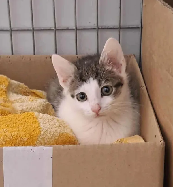 Kot do adopcji, Olsztyn, 29 sierpnia 2025 (1/2)