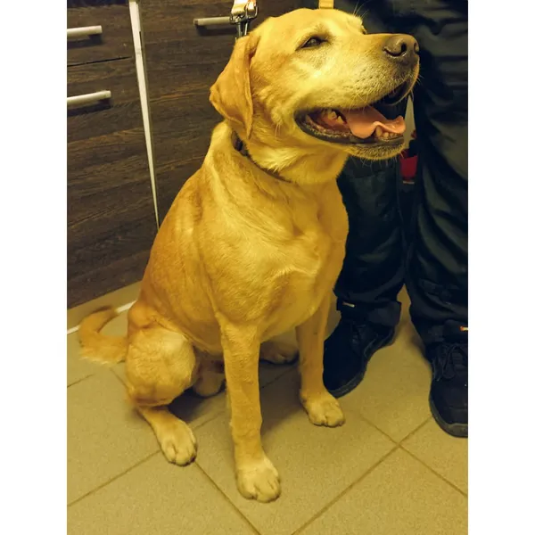 Znaleziono psa, Białystok, 26 września 2025