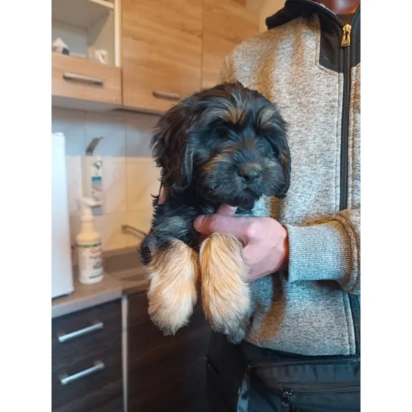 Znaleziono psa, Białystok, 26 września 2025