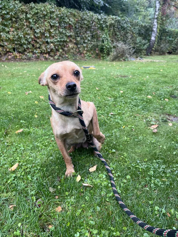 Pies do adopcji, Włocławek, 28 września 2025 (1/5)