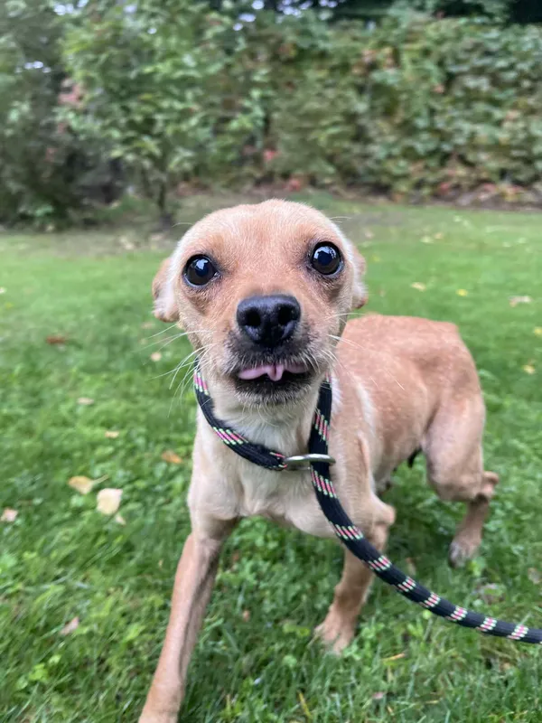 Pies do adopcji, Włocławek, 28 września 2025 (2/5)