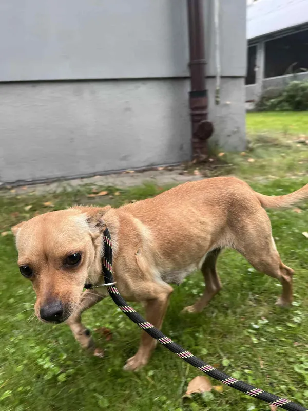 Pies do adopcji, Włocławek, 28 września 2025 (4/5)