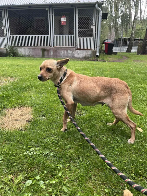 Pies do adopcji, Włocławek, 28 września 2025 (5/5)