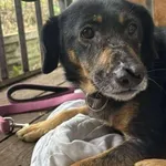 Pies do adopcji
