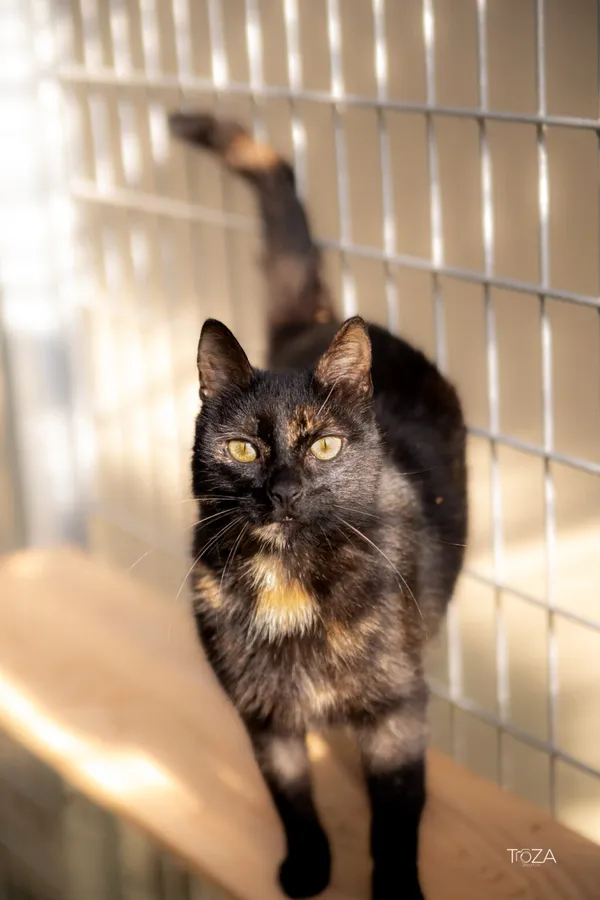 Kot do adopcji, Częstochowa, 6 maja 2025 (1/5)
