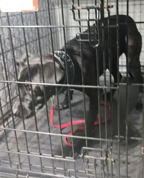 Znaleziono psa, Radom, 26 września 2025