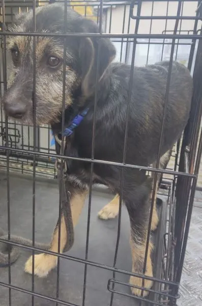 Znaleziono psa, Radom, 27 września 2025