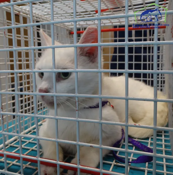 Znaleziono kota, Szczecin, 27 września 2025