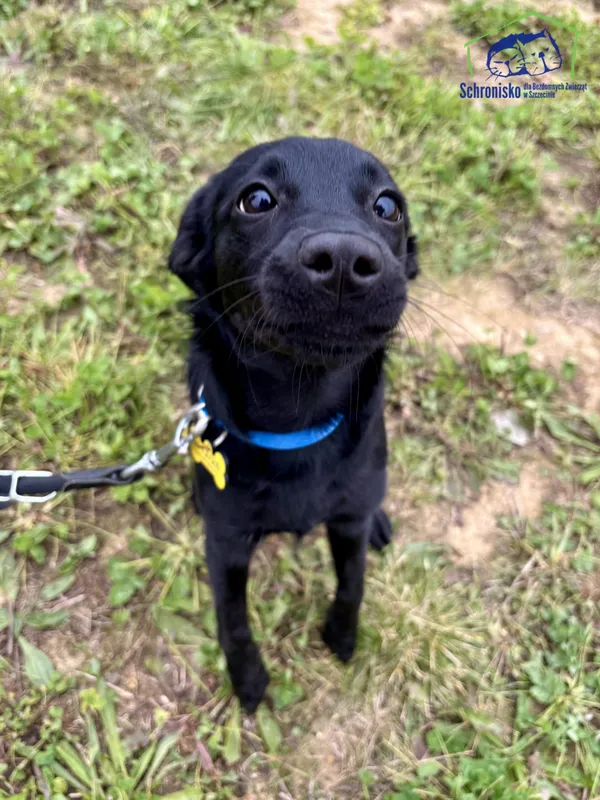 Znaleziono psa, Szczecin, 28 września 2025 (1/4)