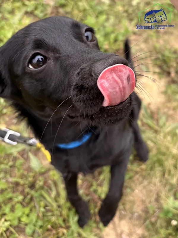 Znaleziono psa, Szczecin, 28 września 2025 (2/4)